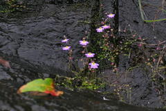 Utricularia striatula